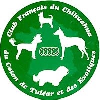 des Fripons de Melgueil - Chihuahua  et CLUB de France